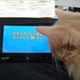 Illustration for article titled Cats Are Very Serious about Video Games
